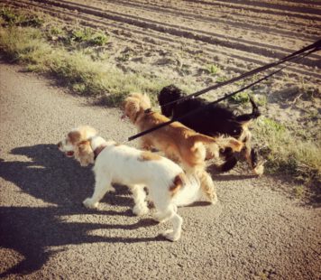 English Cocker Spaniel vom Havelbogen