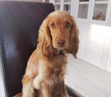 English Cocker Spaniel vom Havelbogen