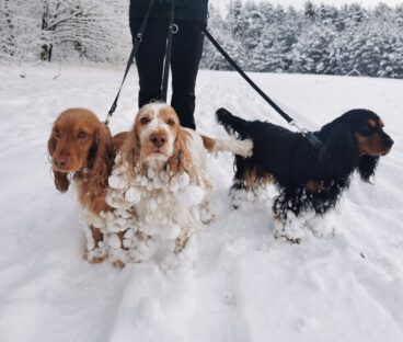 English Cocker Spaniel vom Havelbogen