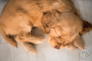 C-Wurf English Cocker Spaniel vom Havelbogen