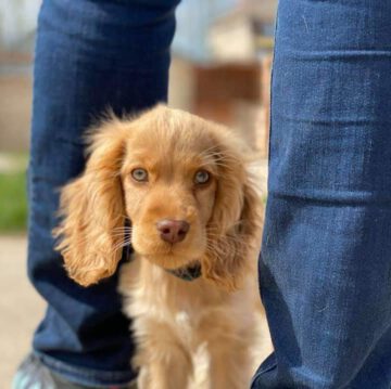 English Cocker Spaniel vom Havelbogen - Cosmo