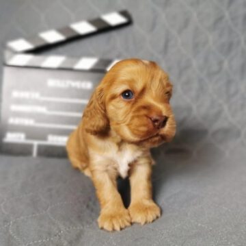 English Cocker Spaniel vom Havelbogen - Cosmo