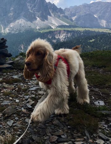 Casper English Cocker Spaniel vom Havelbogen