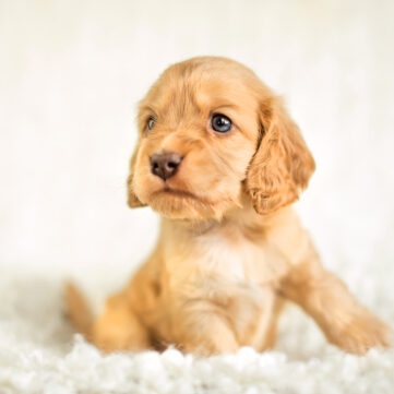 English Cocker Spaniel vom Havelbogen - Casper