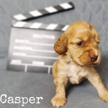 English Cocker Spaniel vom Havelbogen - Casper