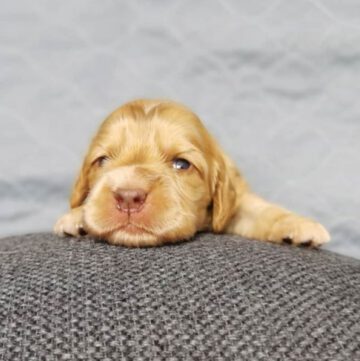 English Cocker Spaniel vom Havelbogen - Casper