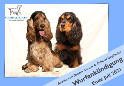 D-Wurf English Cocker Spaniel vom Havelbogen