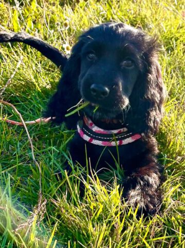 Dakota - English Cocker Spaniel vom Havelbogen