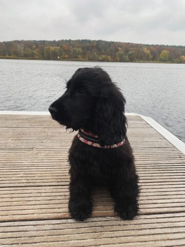 Dakota - English Cocker Spaniel vom Havelbogen