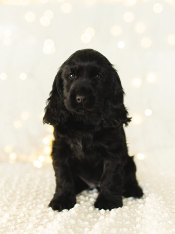 Dakota English Cocker Spaniel vom Havelbogen