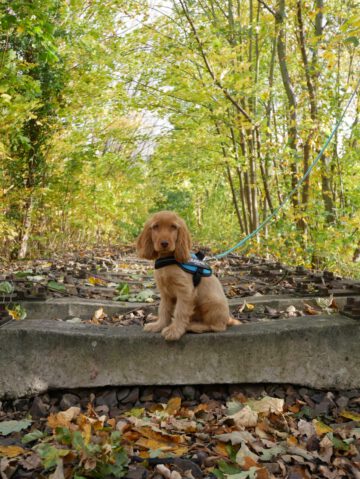 Dundee English Cocker Spaniel vom Havelbogen
