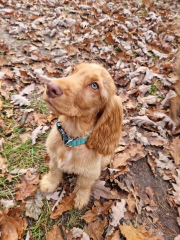 Dundee English Cocker Spaniel vom Havelbogen