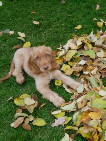 Dundee English Cocker Spaniel vom Havelbogen