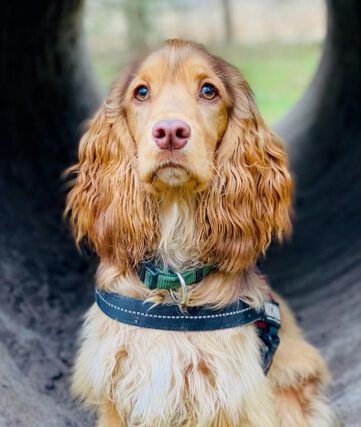 Dusty English Cocker Spaniel vom Havelbogen