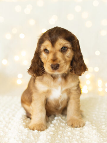 Dusty English Cocker Spaniel vom Havelbogen