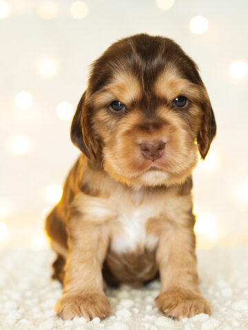 Dusty English Cocker Spaniel vom Havelbogen