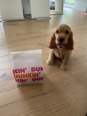 Donut - English Cocker Spaniel vom Havelbogen