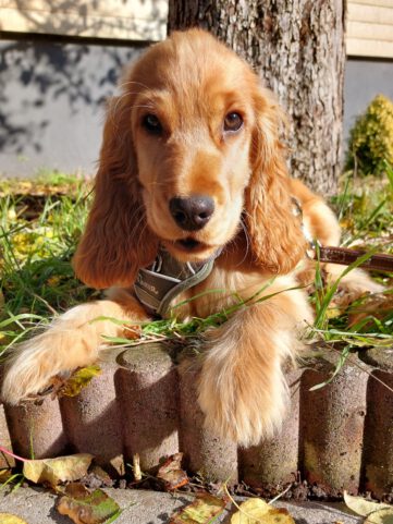 Donut - English Cocker Spaniel vom Havelbogen