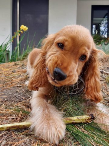 Donut - English Cocker Spaniel vom Havelbogen