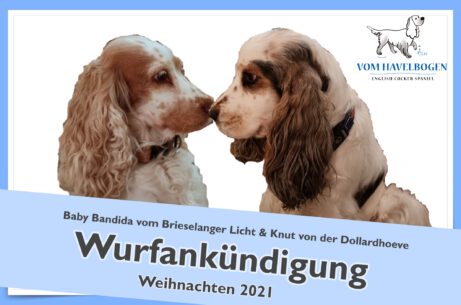 English Cocker Spaniel vom Havelbogen - E-Wurf