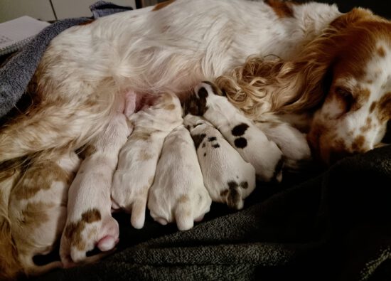 E-Wurf English Cocker Spaniel vom Havelbogen