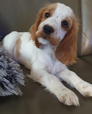 Eden English Cocker Spaniel vom Havelbogen