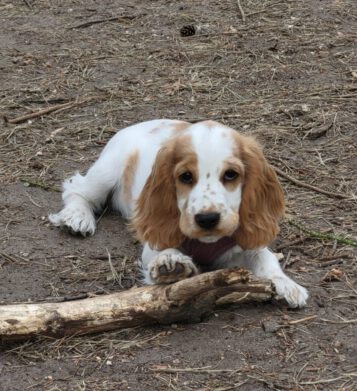 Eden English Cocker Spaniel vom Havelbogen