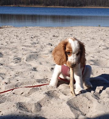 Eden English Cocker Spaniel vom Havelbogen