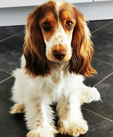 Eleni - English Cocker Spaniel vom Havelbogen - E-Wurf