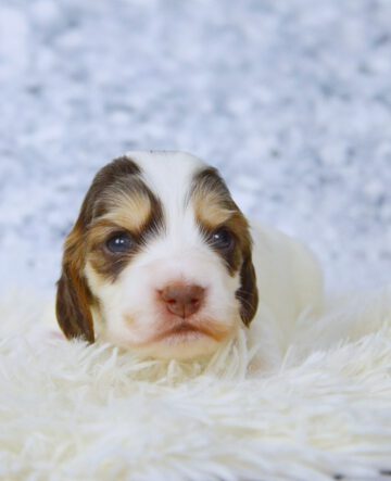 Eleni English Cocker Spaniel vom Havelbogen