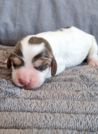 Eleni English Cocker Spaniel vom Havelbogen