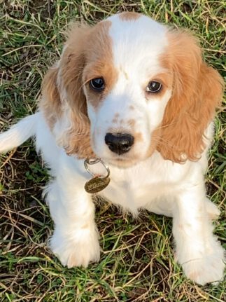 Eleanor English Cocker Spaniel vom Havelbogen