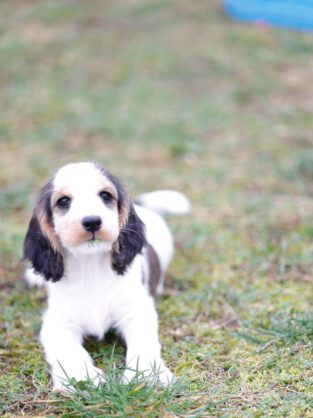 Enola English Cocker Spaniel vom Havelbogen