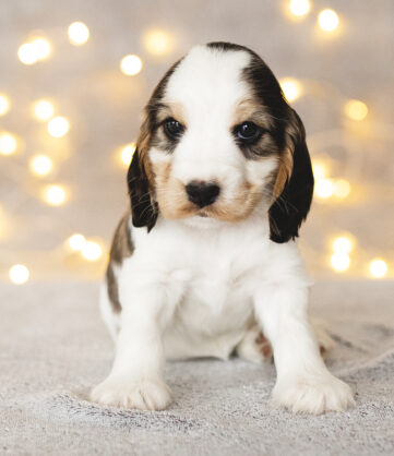 Enola English Cocker Spaniel vom Havelbogen