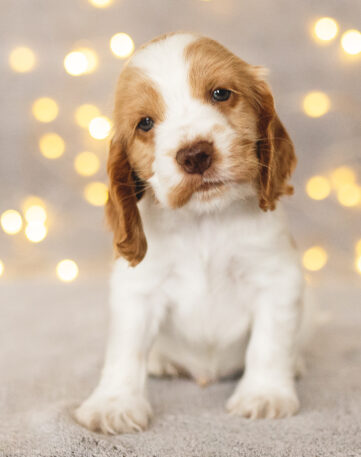 Elmo English Cocker Spaniel vom Havelbogen