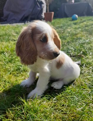 Easy Etiienne English Cocker Spaniel vom Havelbogen