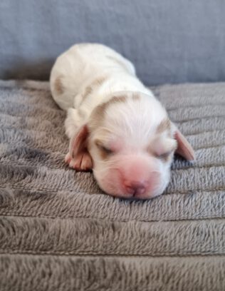 Easy English Cocker Spaniel vom Havelbogen