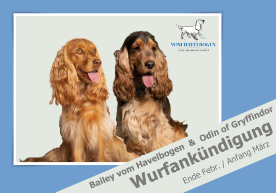 Bailey und Odin Wurfankündigung