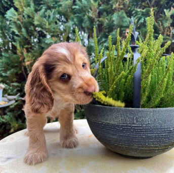 Fargo English Cocker Spaniel vom Havelbogen