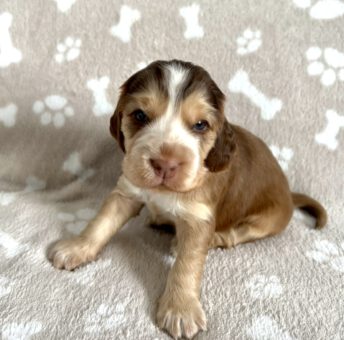 Fargo English Cocker Spaniel vom Havelbogen