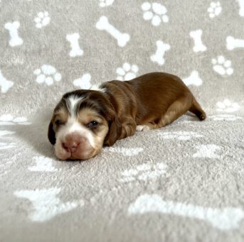 Fargo English Cocker Spaniel vom Havelbogen