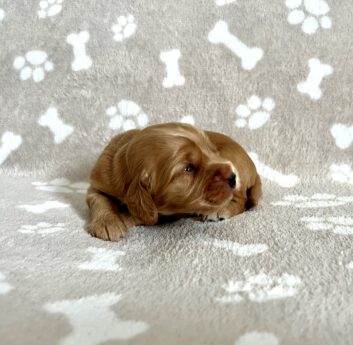 Fietje Englisch Cocker Spaniel vom Havelbogen zobel