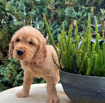 Fietje Englisch Cocker Spaniel vom Havelbogen zobel