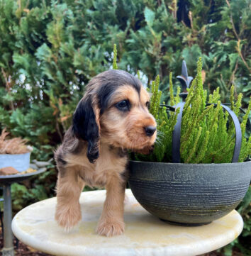 Fantasia English Cocker Spaniel vom Havelbogen