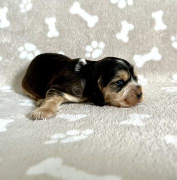 Fantasia English Cocker Spaniel vom Havelbogen