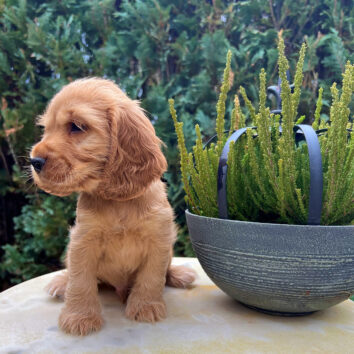 Fips English Cocker Spaniel vom Havelbogen