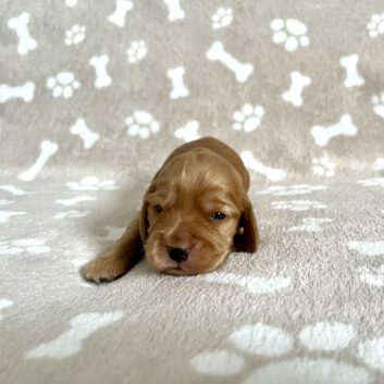 Fips English Cocker Spaniel vom Havelbogen