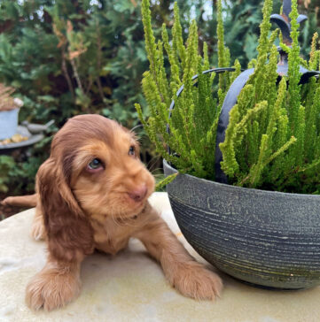 Finchen English Cocker Spaniel vom Havelbogen