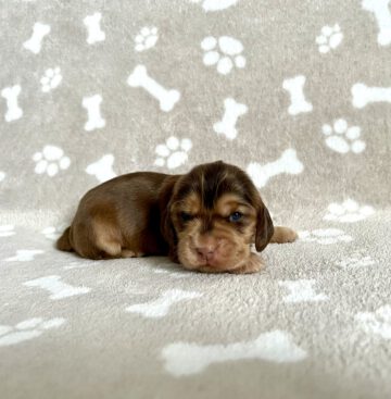 Finchen English Cocker Spaniel vom Havelbogen