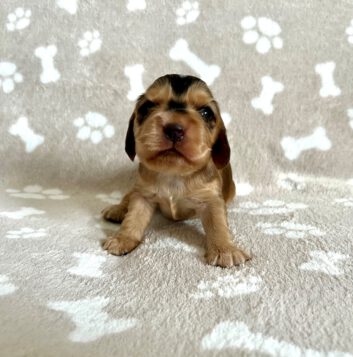 Freija English Cocker Spaniel vom Havelbogen